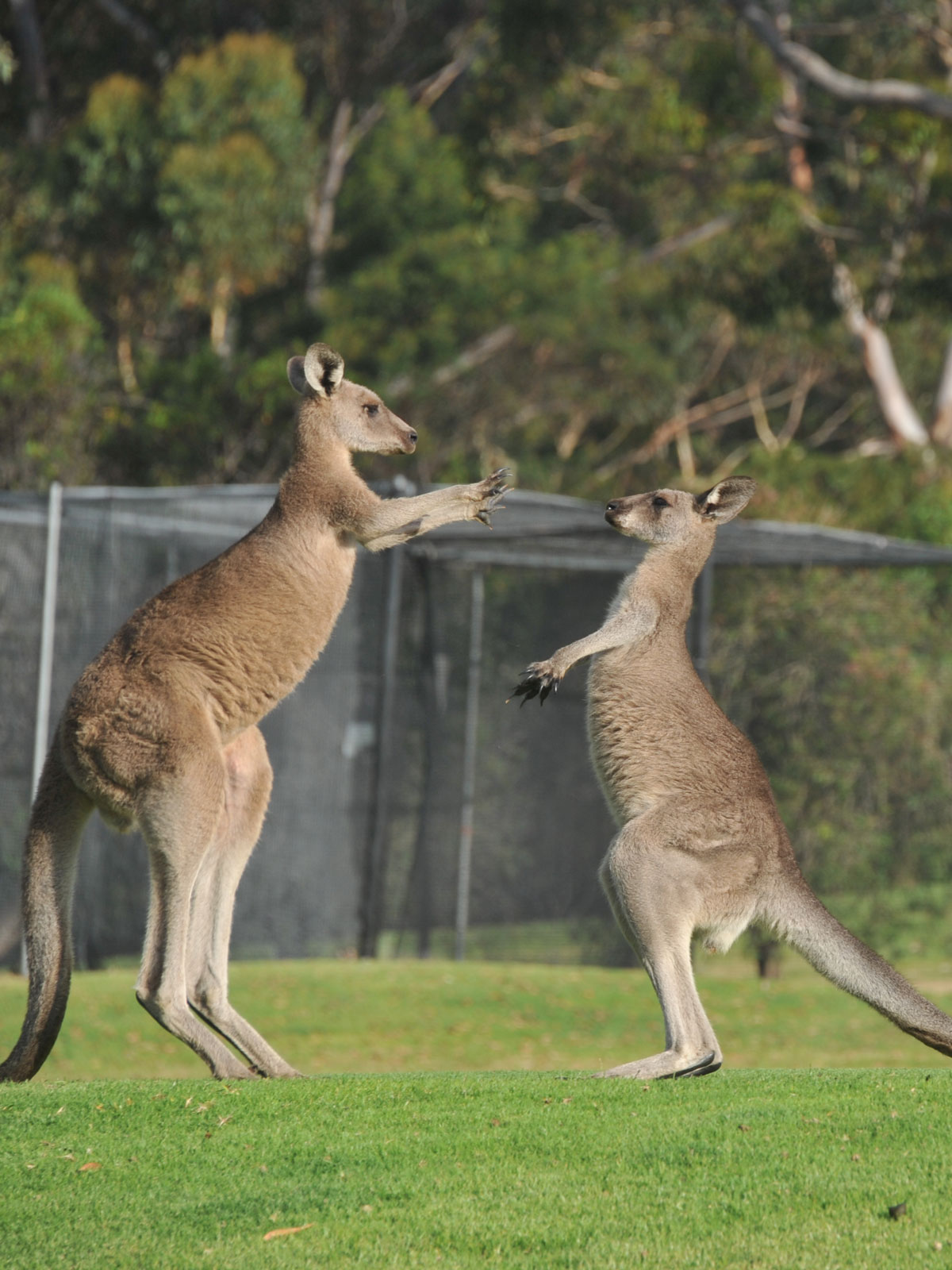 Australia is the only continent where Kangaroos live; find out more facts about study in Australia